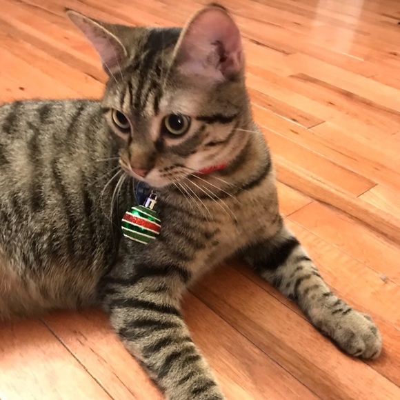 Meet your Posher, Kris - Picture 4 of 10